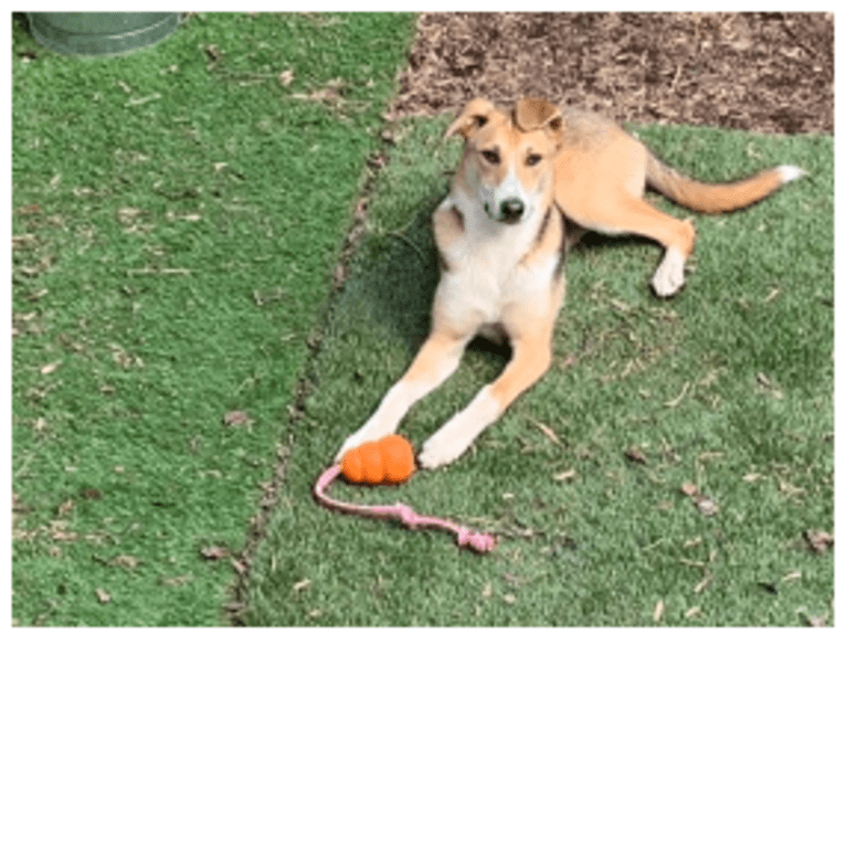 Baxter, a Mountain Cur and West Siberian Laika mix tested with EmbarkVet.com