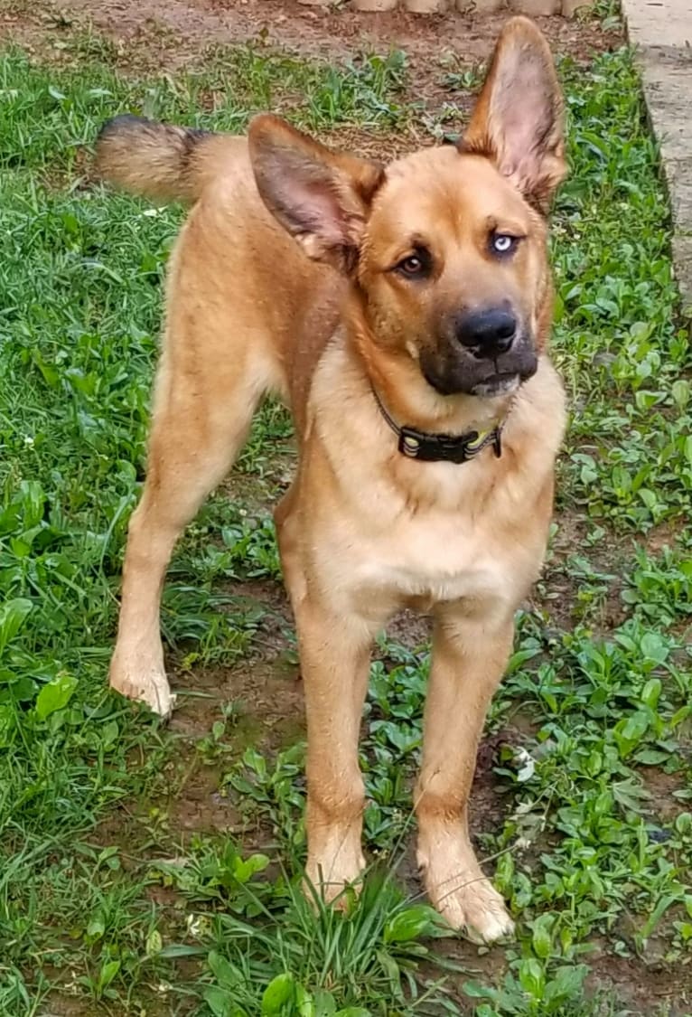 Canyon, a Siberian Husky and Saint Bernard mix tested with EmbarkVet.com