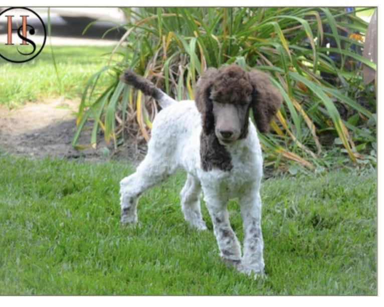 George, a Poodle (Standard) tested with EmbarkVet.com