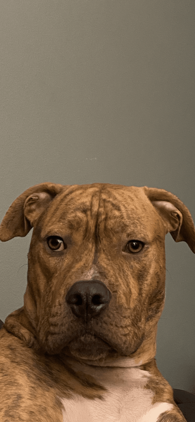 Hank, an American Pit Bull Terrier and American Bulldog mix tested with EmbarkVet.com
