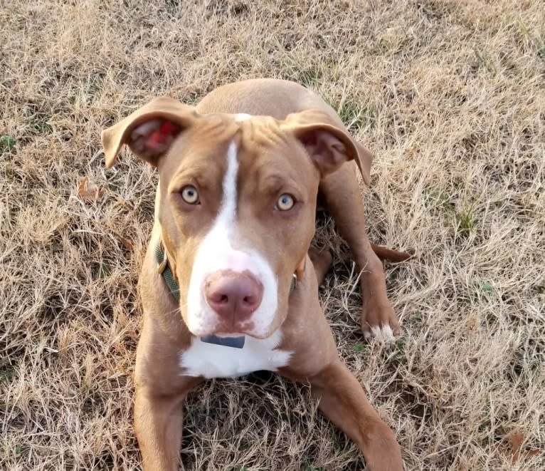 Cooper, an American Pit Bull Terrier and American Staffordshire Terrier mix tested with EmbarkVet.com