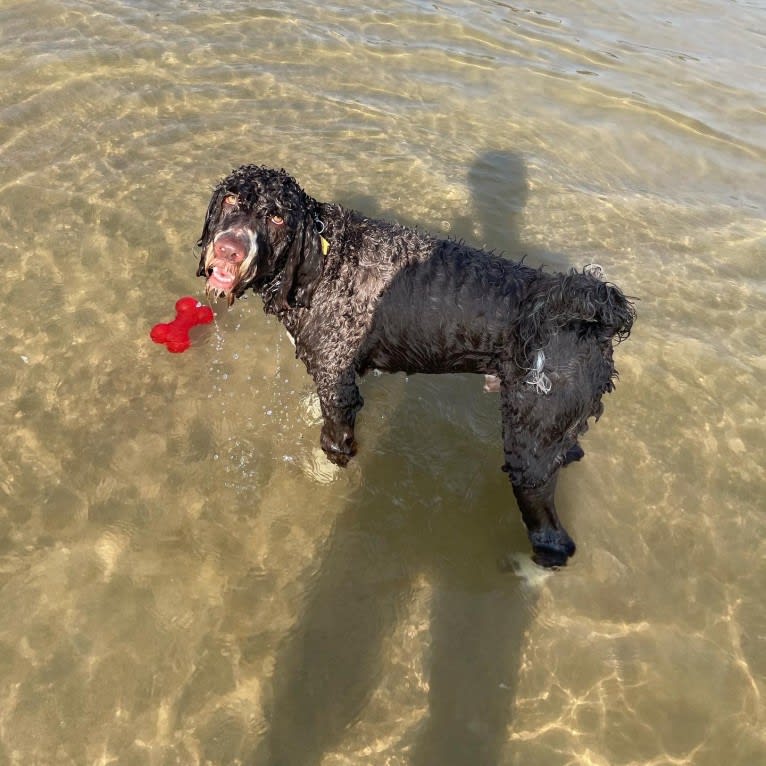 Bolo, an English Springer Spaniel and Poodle (Standard) mix tested with EmbarkVet.com