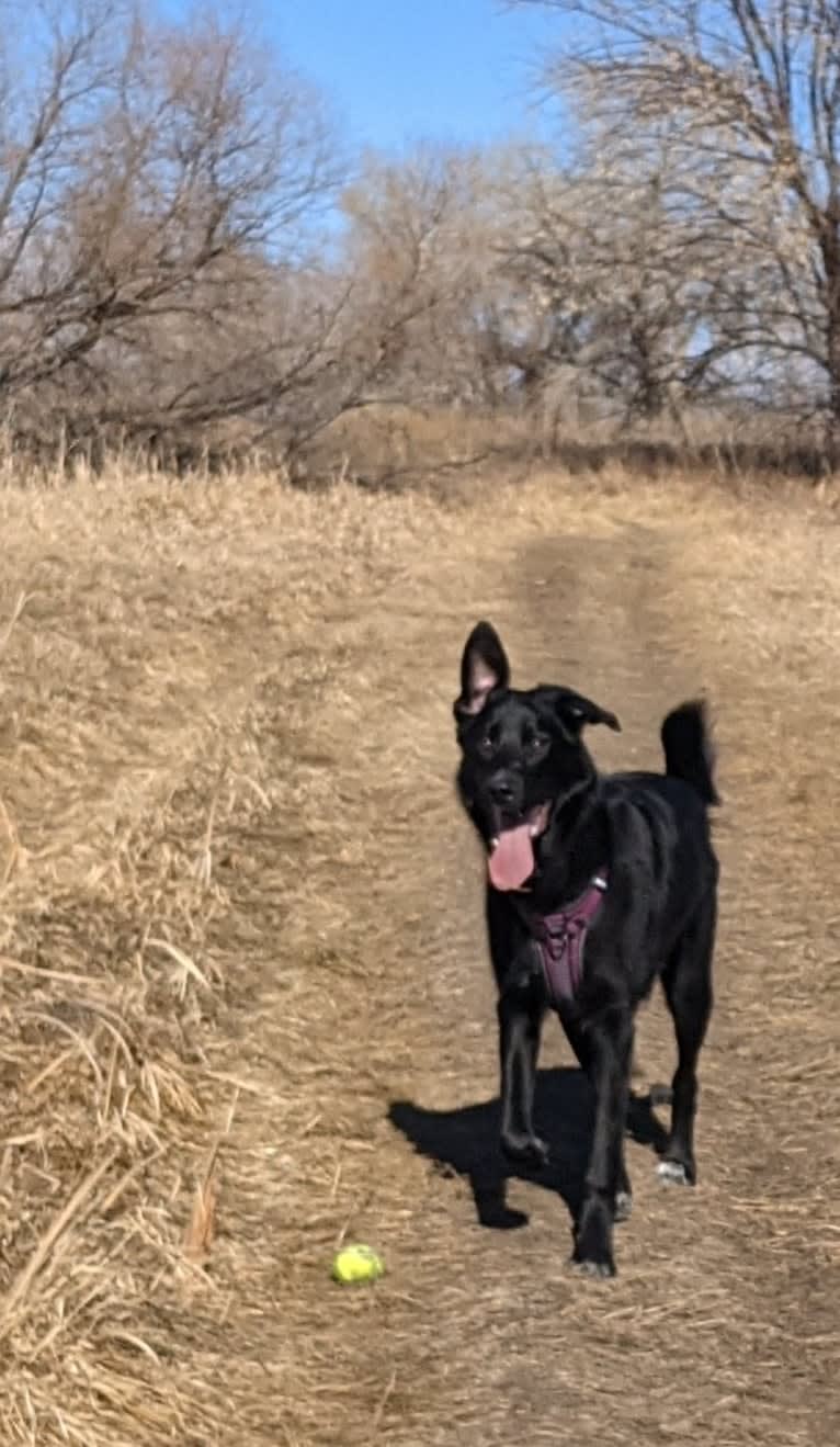 Kodiak, a German Shepherd Dog and Great Pyrenees mix tested with EmbarkVet.com