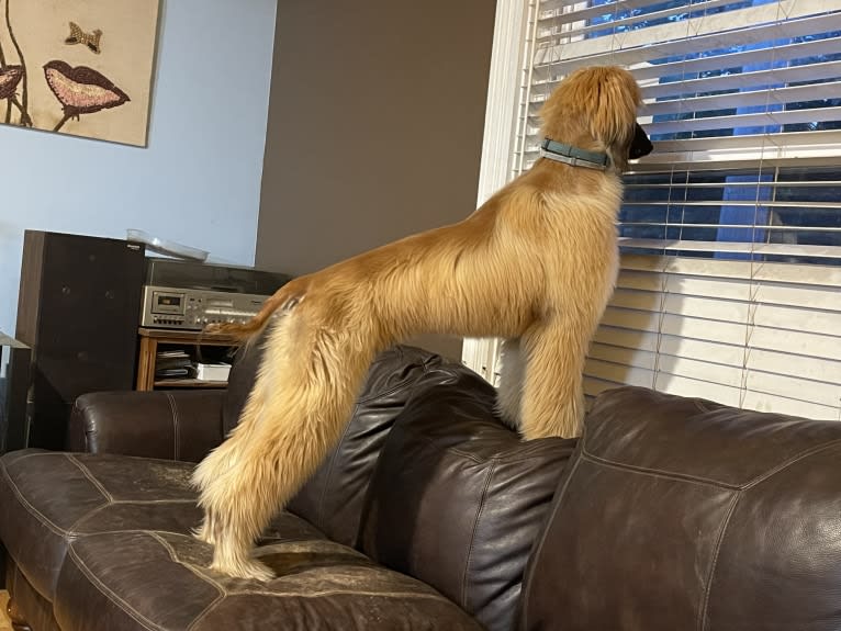 Kominek’s Grover (J.R.), an Afghan Hound tested with EmbarkVet.com