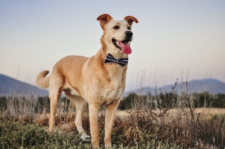 Bentley, a Labrador Retriever and American Pit Bull Terrier mix tested with EmbarkVet.com