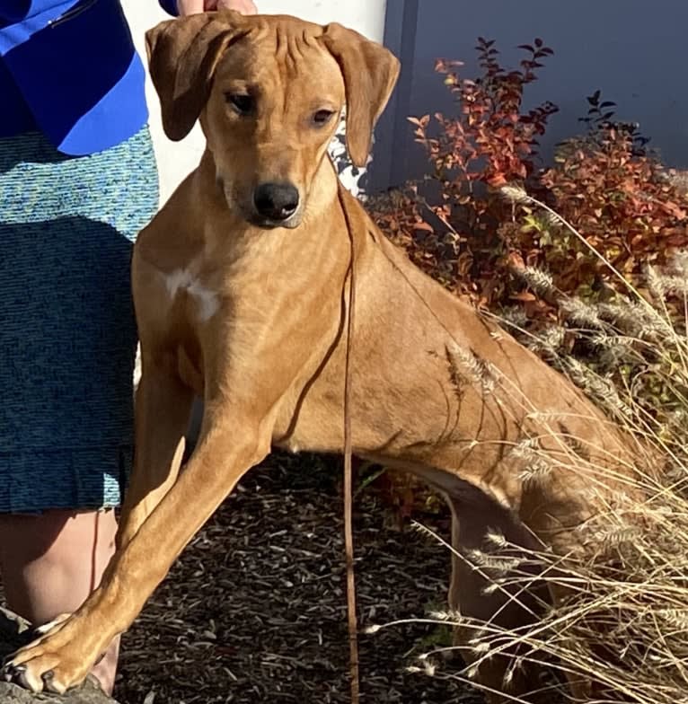 Vivi, a Rhodesian Ridgeback tested with EmbarkVet.com