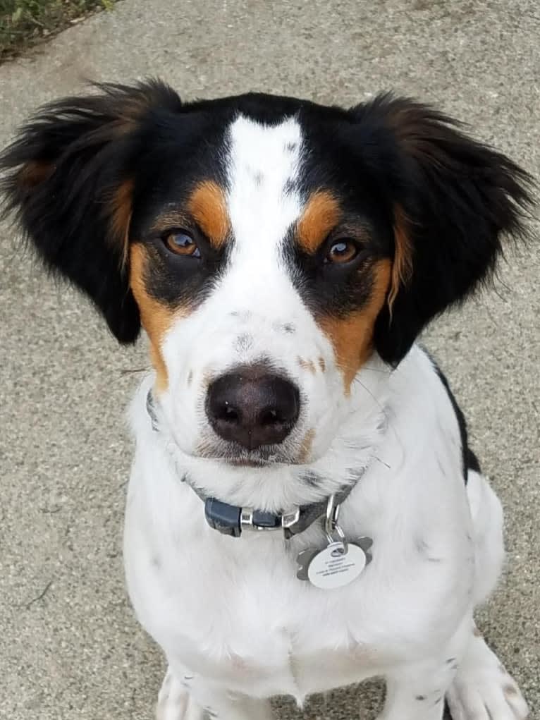 Benson, a Brittany and Australian Cattle Dog mix tested with EmbarkVet.com