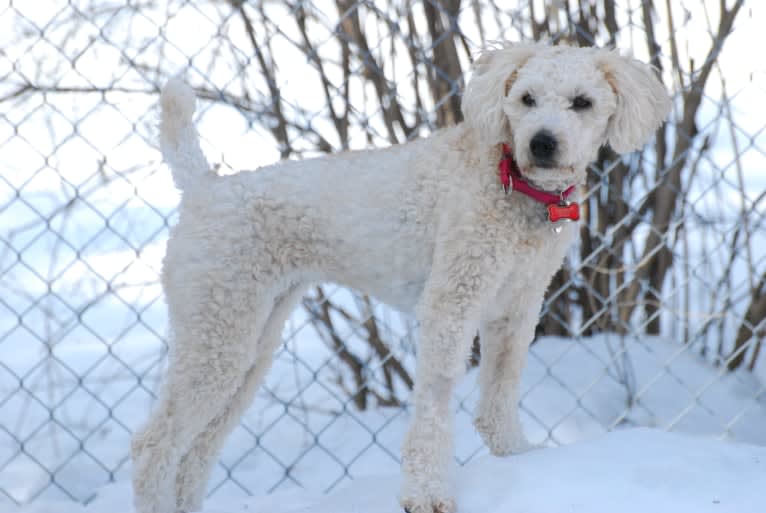 Fig, a Soft Coated Wheaten Terrier and Miniature Schnauzer mix tested with EmbarkVet.com