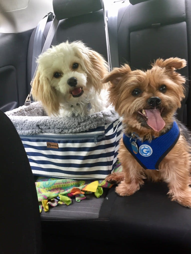 Shiloh, a Cavalier King Charles Spaniel and Bichon Frise mix tested with EmbarkVet.com