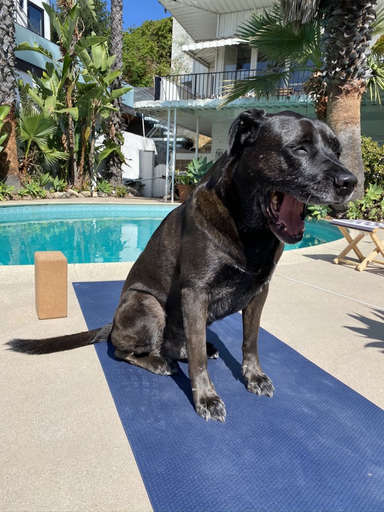 Mason, a Bulldog and American Bulldog mix tested with EmbarkVet.com