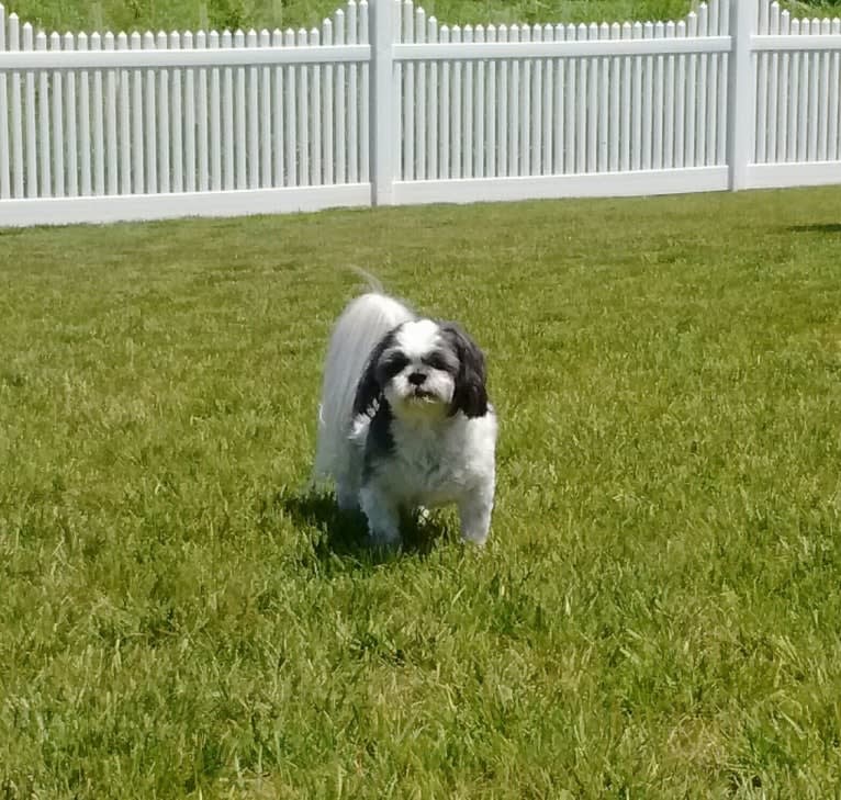 Harvey, a Shih Tzu tested with EmbarkVet.com