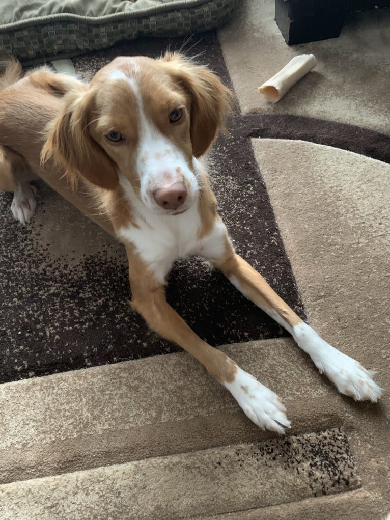 Rusty, a Brittany and Beagle mix tested with EmbarkVet.com