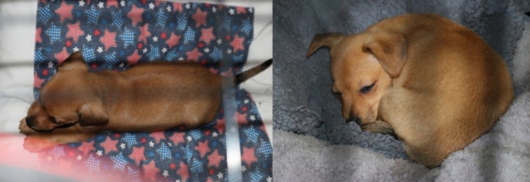 Alexa (Lexi) Isabella, a Chihuahua and Rat Terrier mix tested with EmbarkVet.com