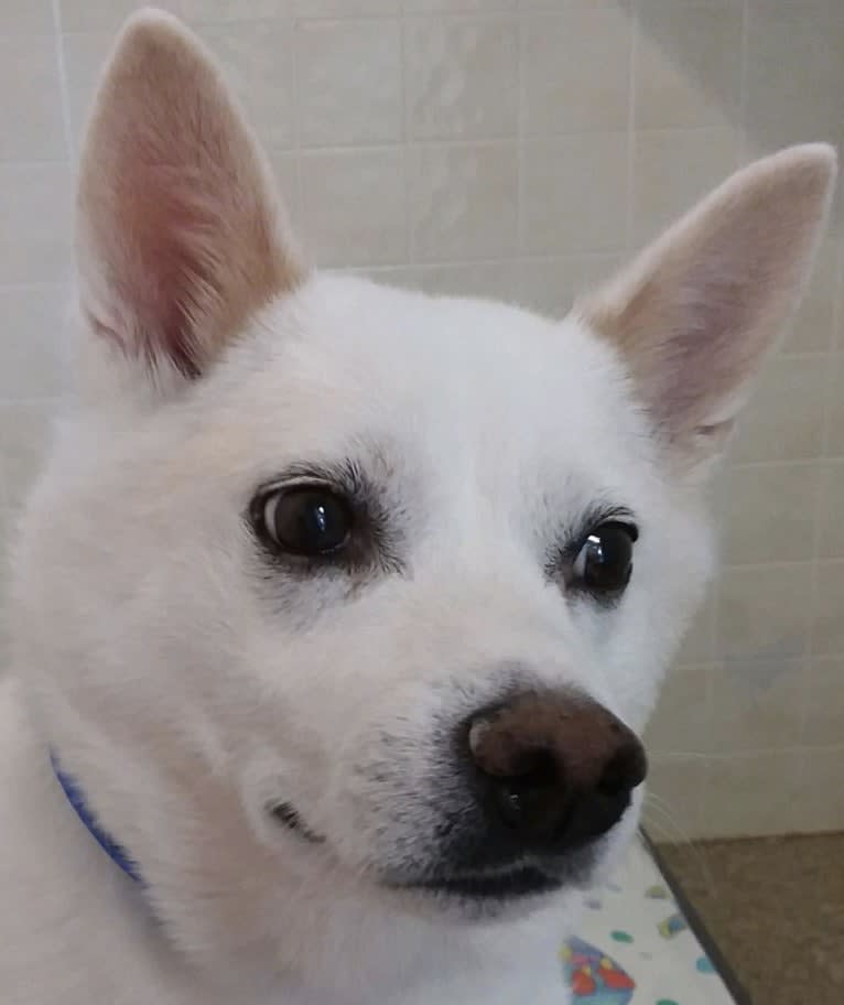 Mako, a Shiba Inu and American Eskimo Dog mix tested with EmbarkVet.com