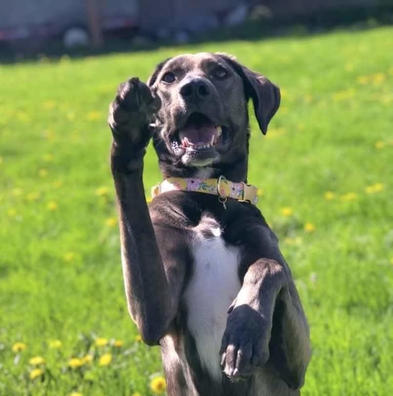 Wendigo "Wendi", a Weimaraner and German Shepherd Dog mix tested with EmbarkVet.com