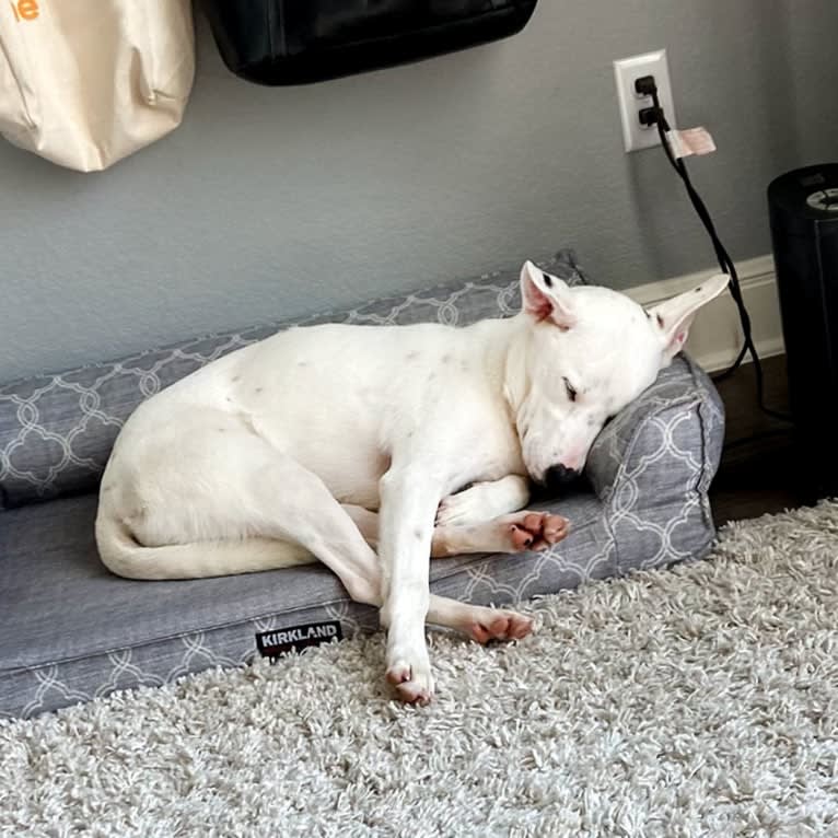 Zeppelin, an Australian Cattle Dog and American Pit Bull Terrier mix tested with EmbarkVet.com