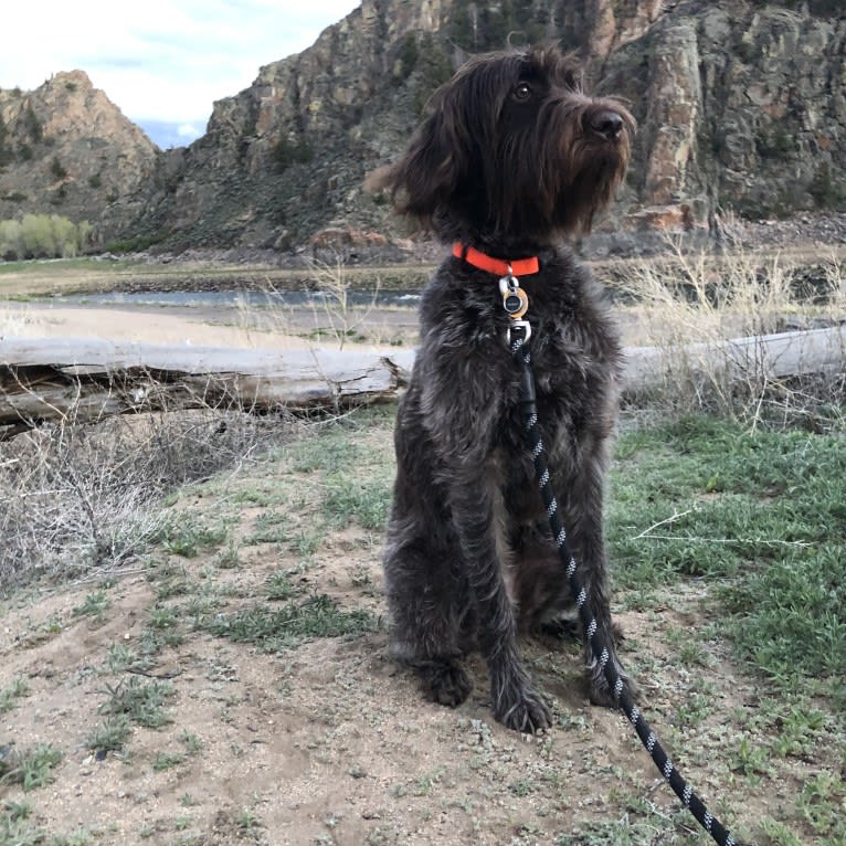 Whiskey, a Wirehaired Pointing Griffon tested with EmbarkVet.com