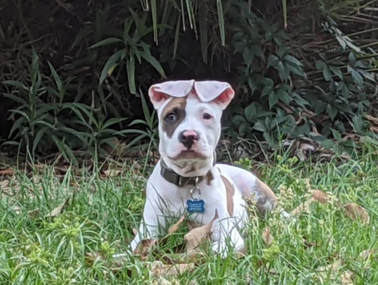 Skips, an American Pit Bull Terrier and American Bulldog mix tested with EmbarkVet.com