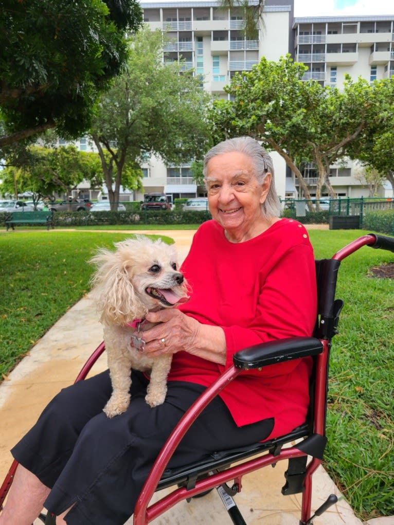 Phoebe, a Poodle (Small) and Shih Tzu mix tested with EmbarkVet.com