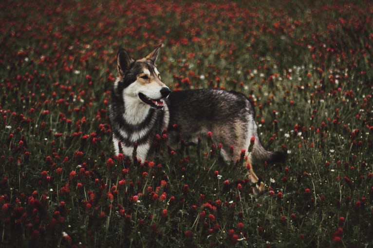 Oberon Wakanda Tachunga, a Saarloos Wolfdog tested with EmbarkVet.com