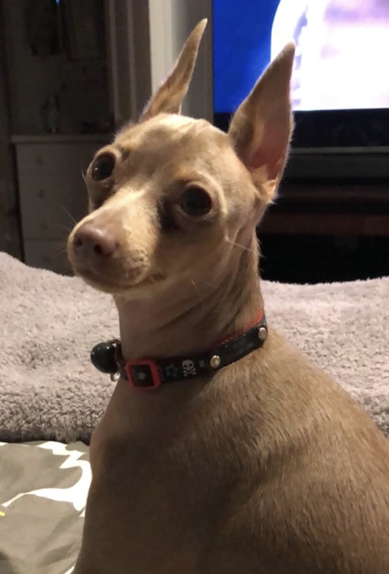 Roo, a Miniature Pinscher tested with EmbarkVet.com