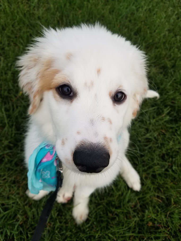 LIKE A RIVER FLOWS "Leilo", a Great Pyrenees and Australian Shepherd mix tested with EmbarkVet.com