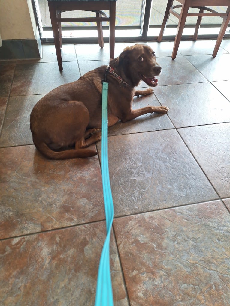 Valkyrie, a Golden Retriever and Labrador Retriever mix tested with EmbarkVet.com