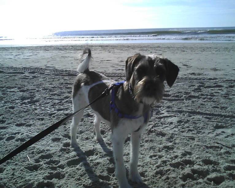 Butler, a Miniature Schnauzer and Rat Terrier mix tested with EmbarkVet.com