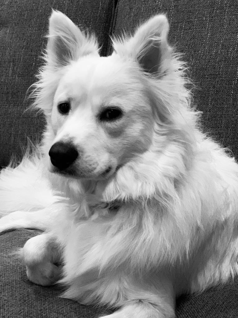 Luna, a Siberian Husky and Boston Terrier mix tested with EmbarkVet.com