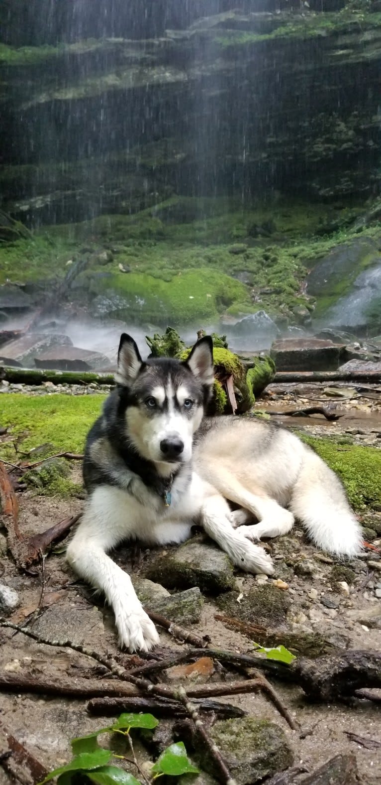 Teko, a Siberian Husky tested with EmbarkVet.com