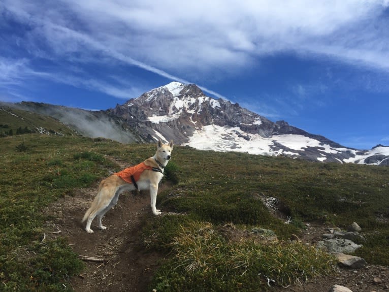 Roco, an Alaskan-type Husky tested with EmbarkVet.com