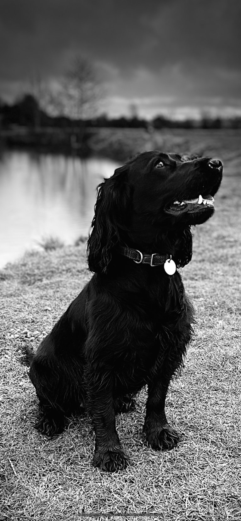 Erris, an English Cocker Spaniel and English Cocker Spaniel (Working Type) mix tested with EmbarkVet.com