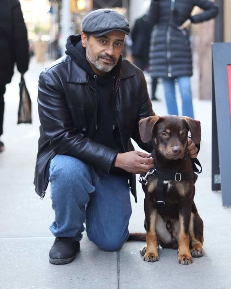 Bustelo, an American Pit Bull Terrier and Australian Cattle Dog mix tested with EmbarkVet.com