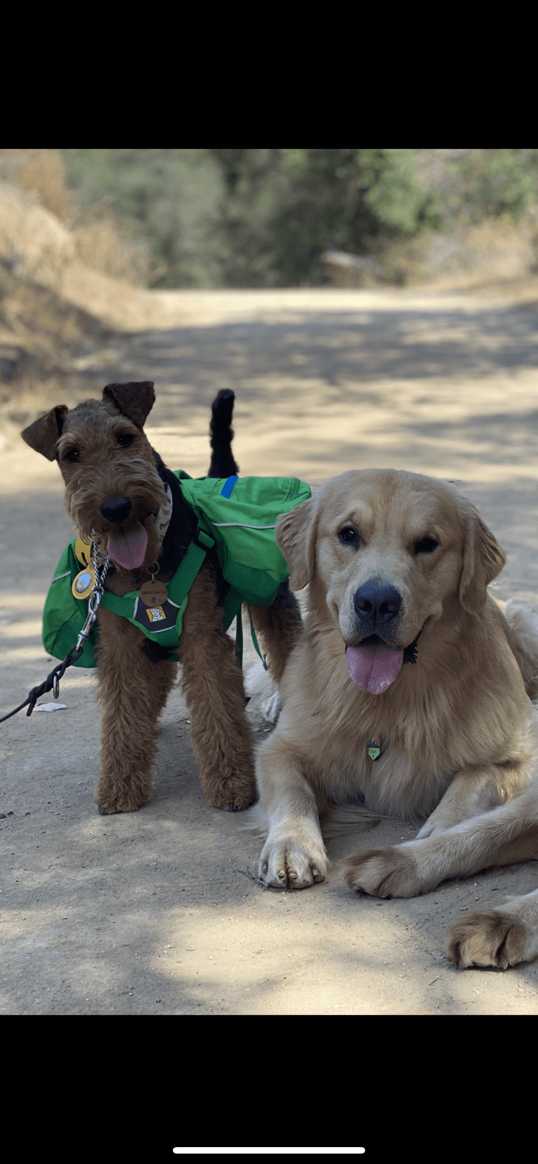 Cartman, a Welsh Terrier tested with EmbarkVet.com