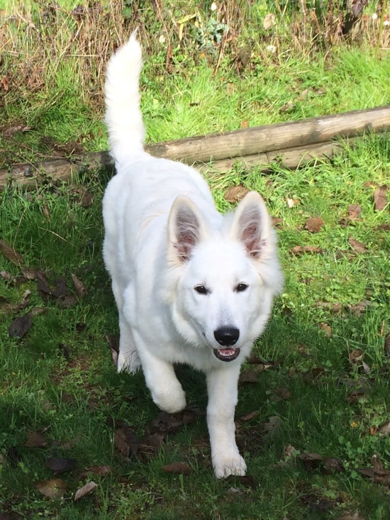 Bela, a White Shepherd tested with EmbarkVet.com