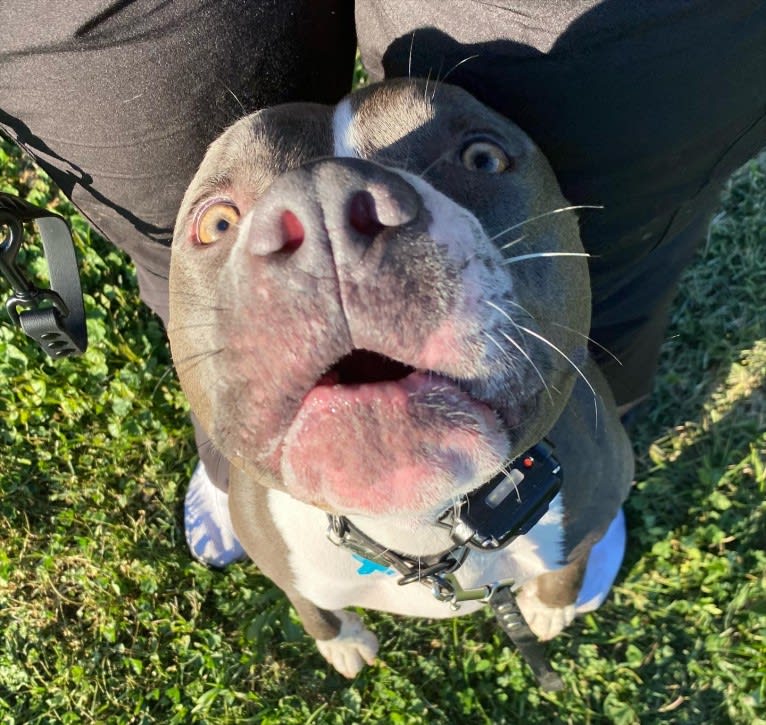 MaSiWei, an American Bully tested with EmbarkVet.com