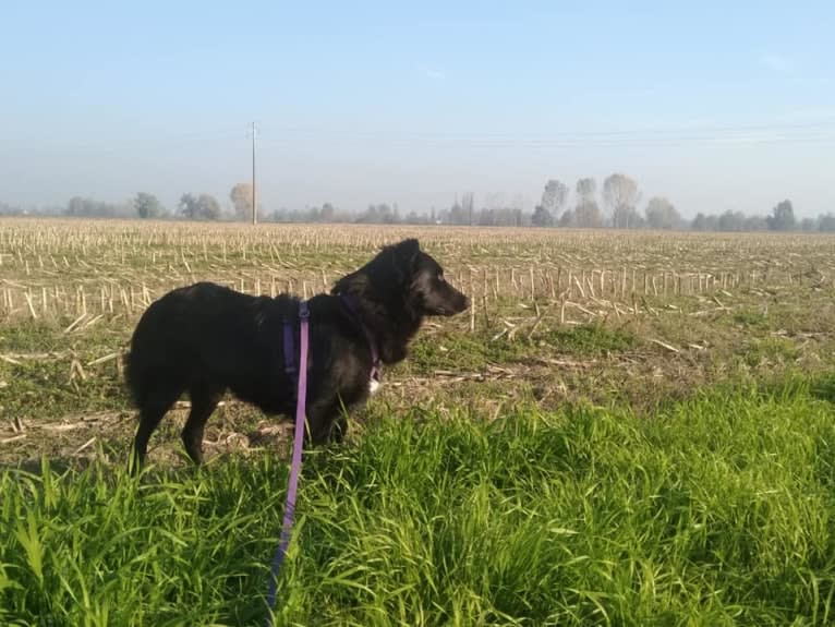 Rogue, a Border Collie and German Shepherd Dog mix tested with EmbarkVet.com