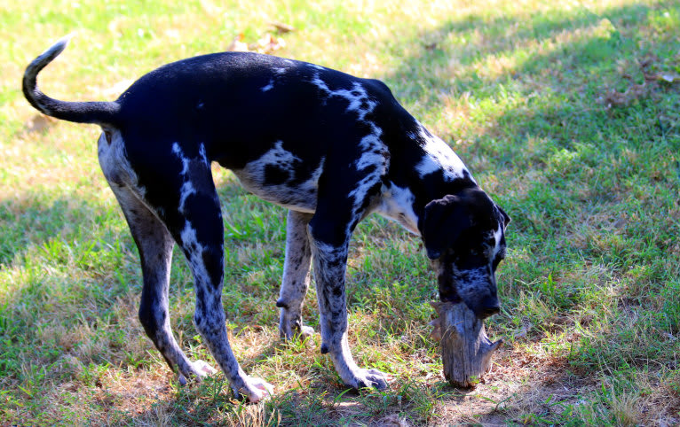 Delphine, a Catahoula Leopard Dog tested with EmbarkVet.com