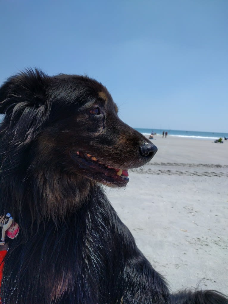 Cooper, a German Shepherd Dog and Golden Retriever mix tested with EmbarkVet.com