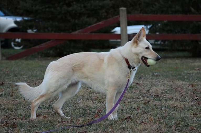 Blanca, a German Shepherd Dog tested with EmbarkVet.com