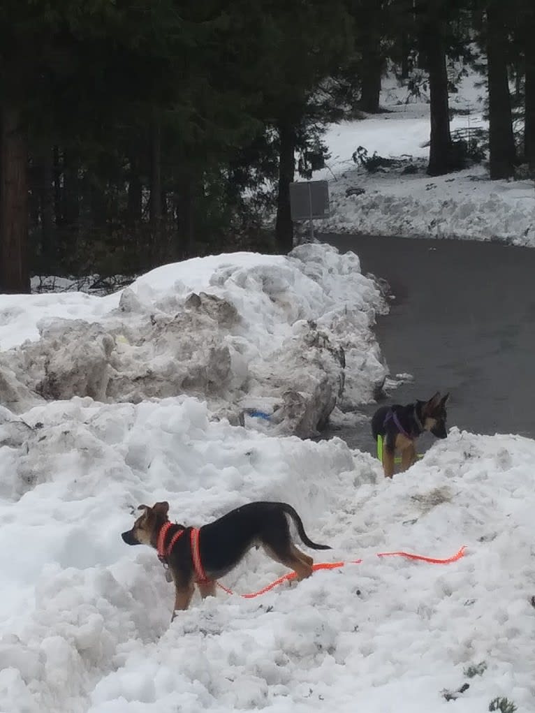 Bella, a German Shepherd Dog and Australian Cattle Dog mix tested with EmbarkVet.com