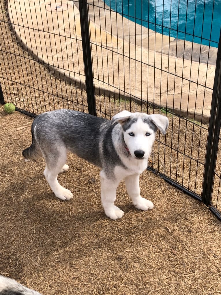 Mansfield, a Siberian Husky and Alaskan Malamute mix tested with EmbarkVet.com