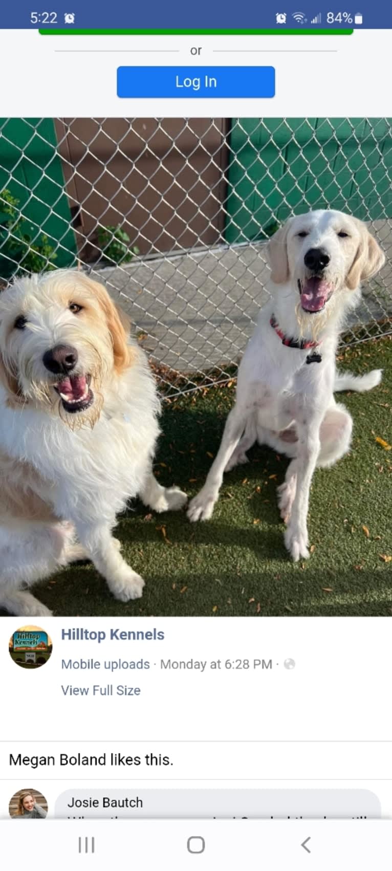 Amaretto, a Great Pyrenees and Poodle (Standard) mix tested with EmbarkVet.com