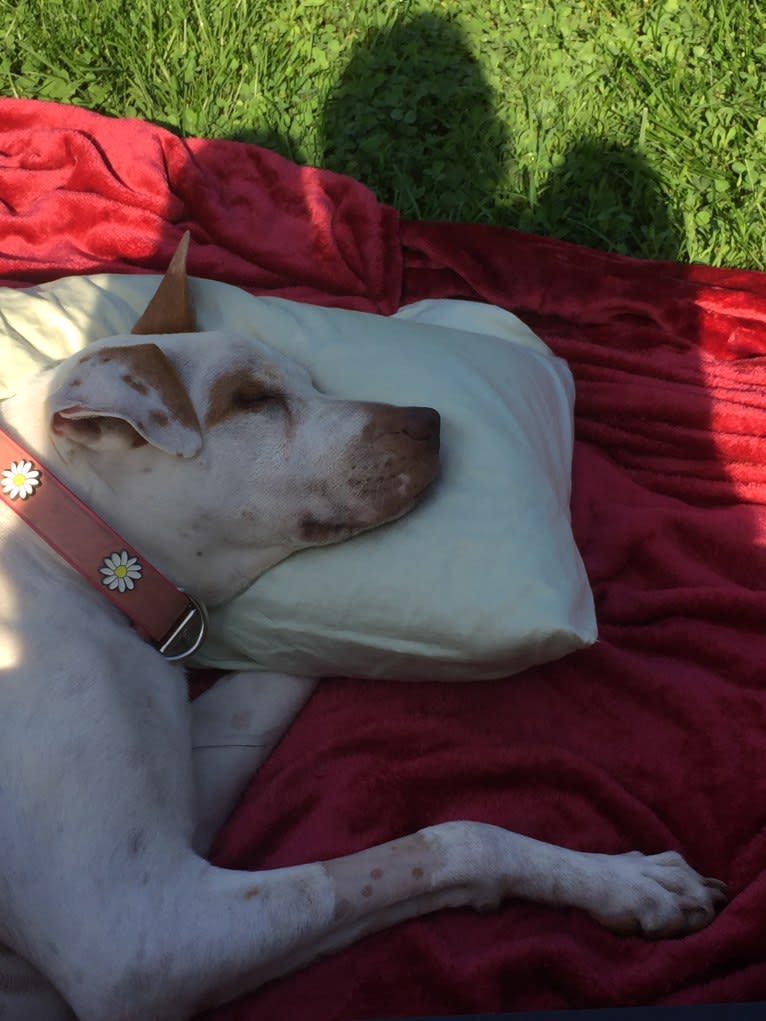 Freckles, an American Pit Bull Terrier and Chow Chow mix tested with EmbarkVet.com