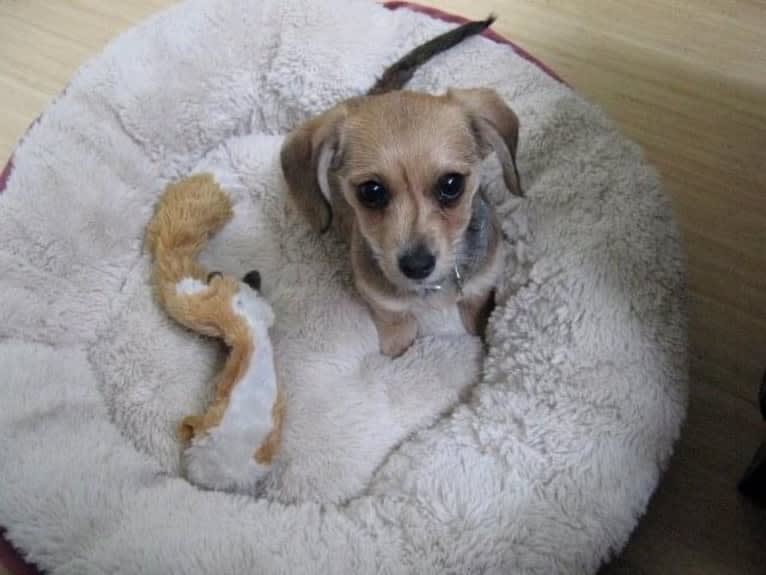 Penelope, a Dachshund and Chihuahua mix tested with EmbarkVet.com