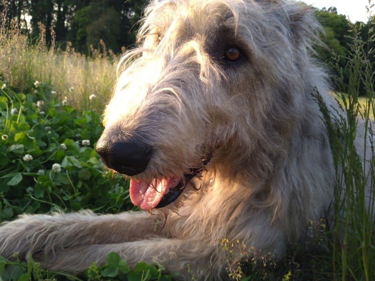 Mouton, an Irish Wolfhound tested with EmbarkVet.com