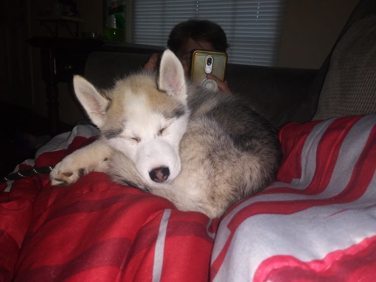 Everest, a Gerberian Shepsky tested with EmbarkVet.com