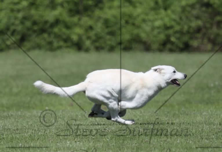 Seiko, a German Shepherd Dog tested with EmbarkVet.com