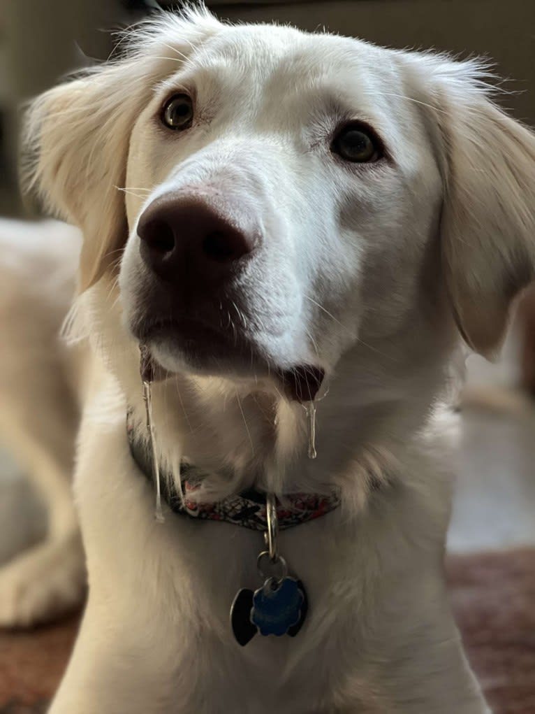 Thor, a German Shorthaired Pointer and English Springer Spaniel mix tested with EmbarkVet.com