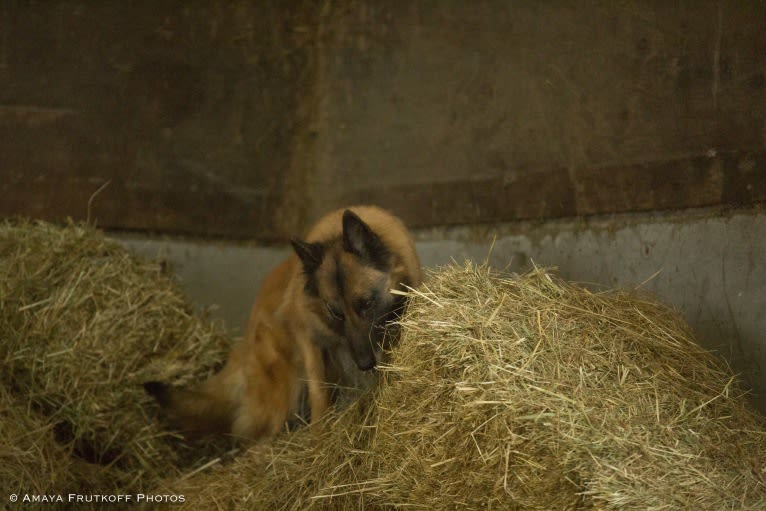 Tuarie, a Belgian Shepherd tested with EmbarkVet.com